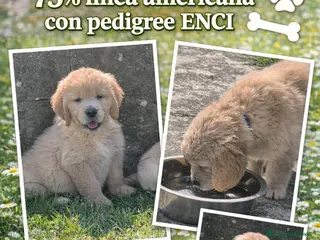 Golden Retriever cani Cuccioli di Golden retriever con pedigree ENCI - Annuncio 18