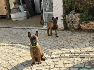 Pastore Belga cani Splendidi cuccioli di Pastore Belga Malinois - Annuncio 2