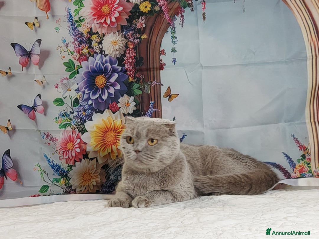 Scottish gatti in vendita: Scottish fold lilac  - Annuncio 4