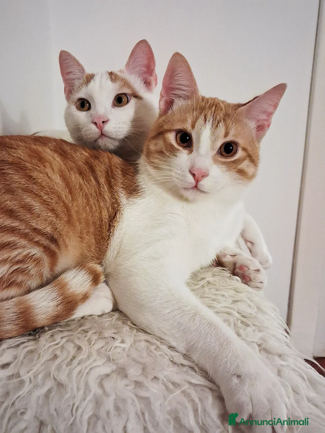 Europeo gatti in regalo: CI VOGLIONO SEPARARE !!! - Annuncio 8