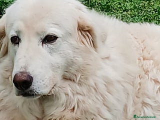 Meticcio cani CAMILLA HA BISOGNO DI TE, IN ADOZIONE - Annuncio 32