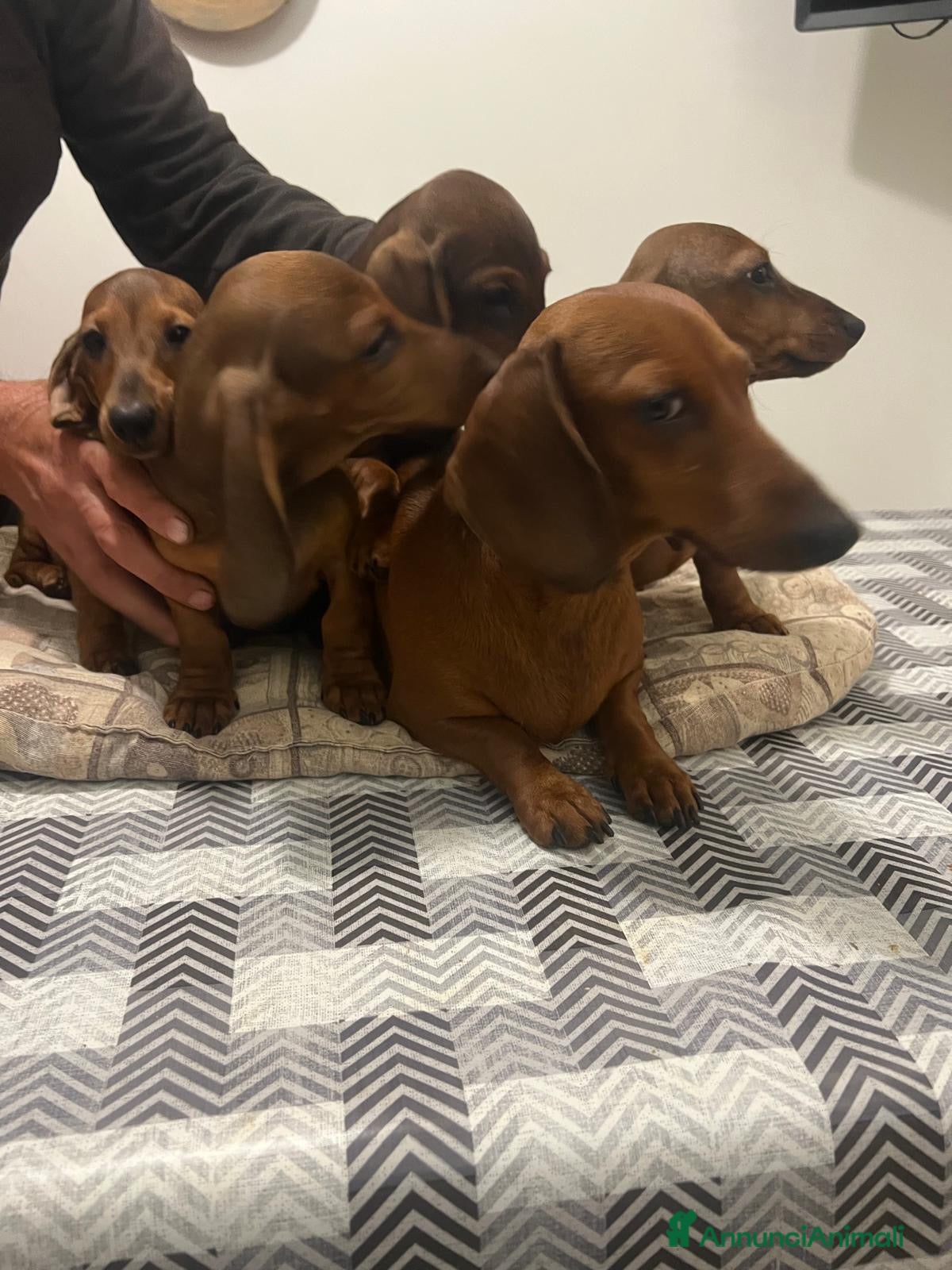 Bassotto cani Cuccioli bassotto con pedigree  - Annuncio 2