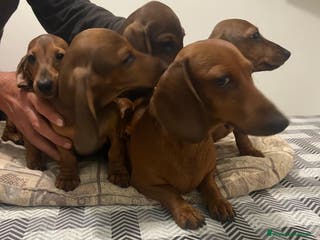 Bassotto cani Cuccioli bassotto con pedigree ENCI - Annuncio 7