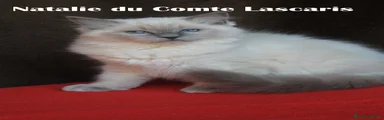 NATALIE du COMTE LASCARIS