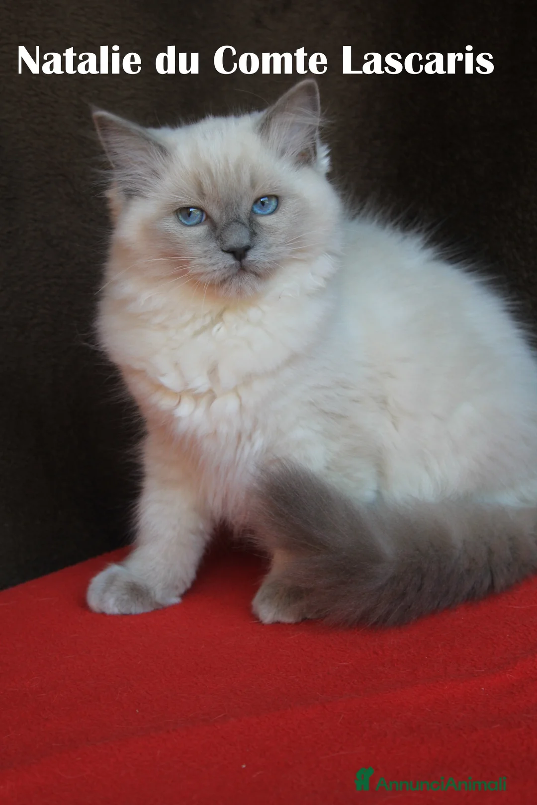 Ragdoll gatti in vendita: cuccioli razza ragdoll con pedigree ANFI a Provincia di Imperia - Annuncio 7