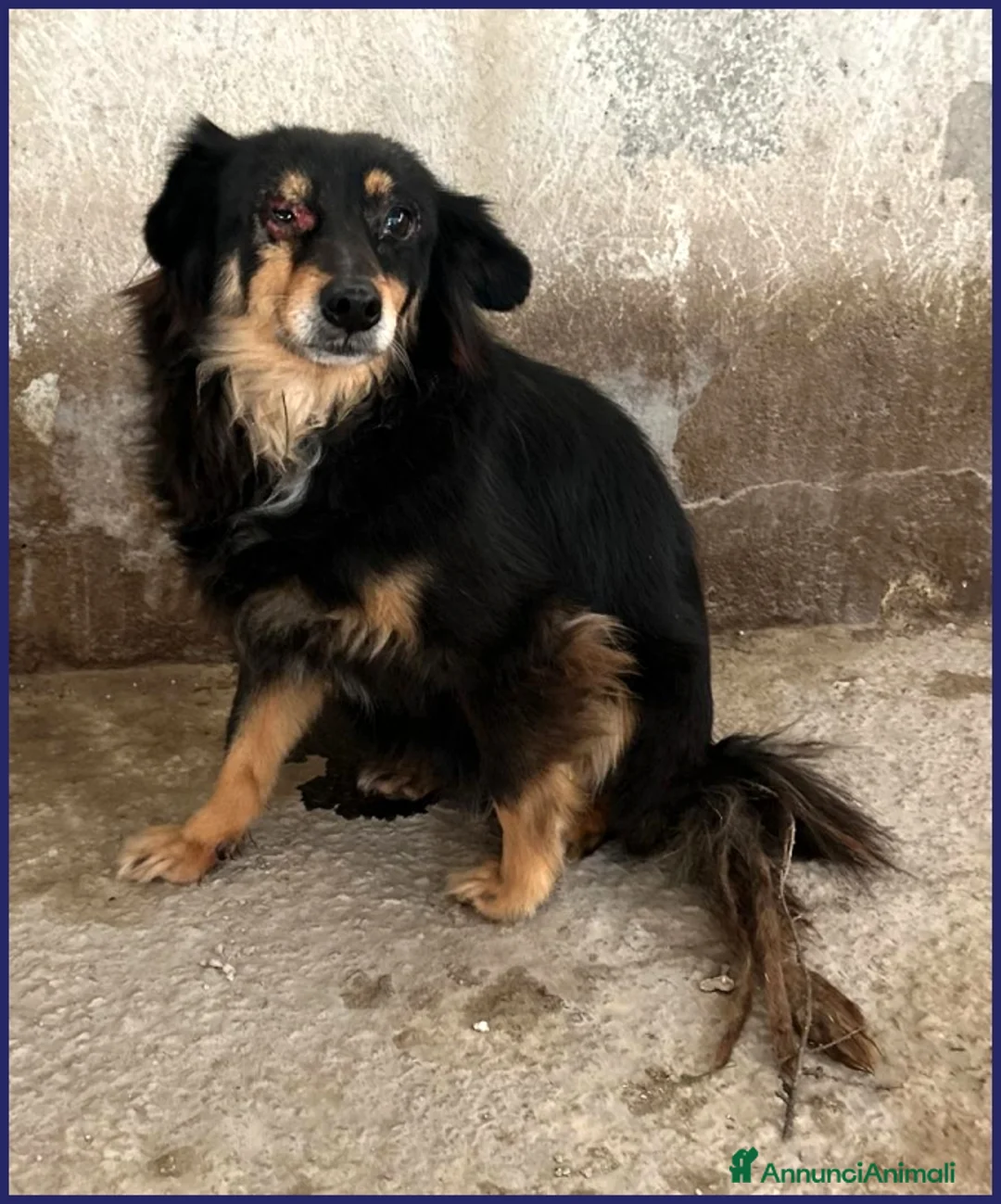 Meticcio cani in regalo: ADOZ D'AMORE PER APACHE 9 ANNI, UN OCCHIO MALATO a Genova - Annuncio 3