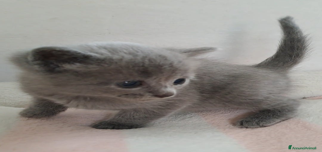 Immagine della galleria {{count}}