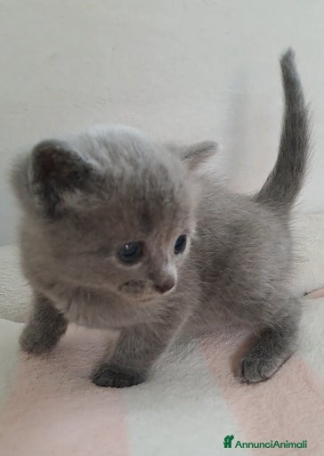 Immagine della galleria {{count}}