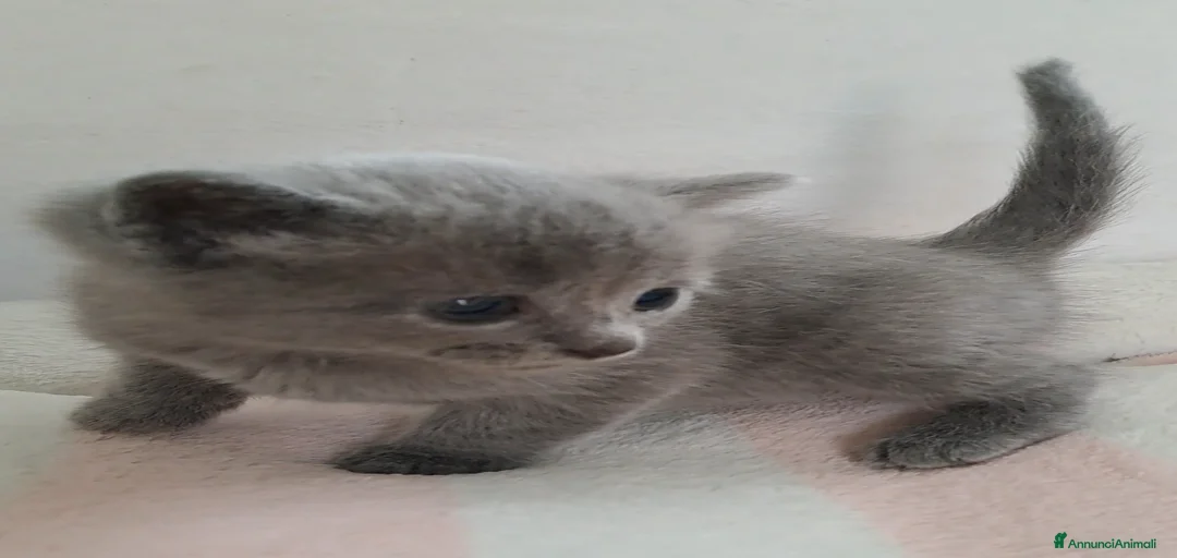 Immagine della galleria {{count}}