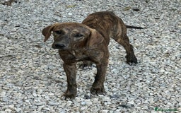 Meticcio cani in regalo: Sansone 5 mesi taglia media  - Immagine 2