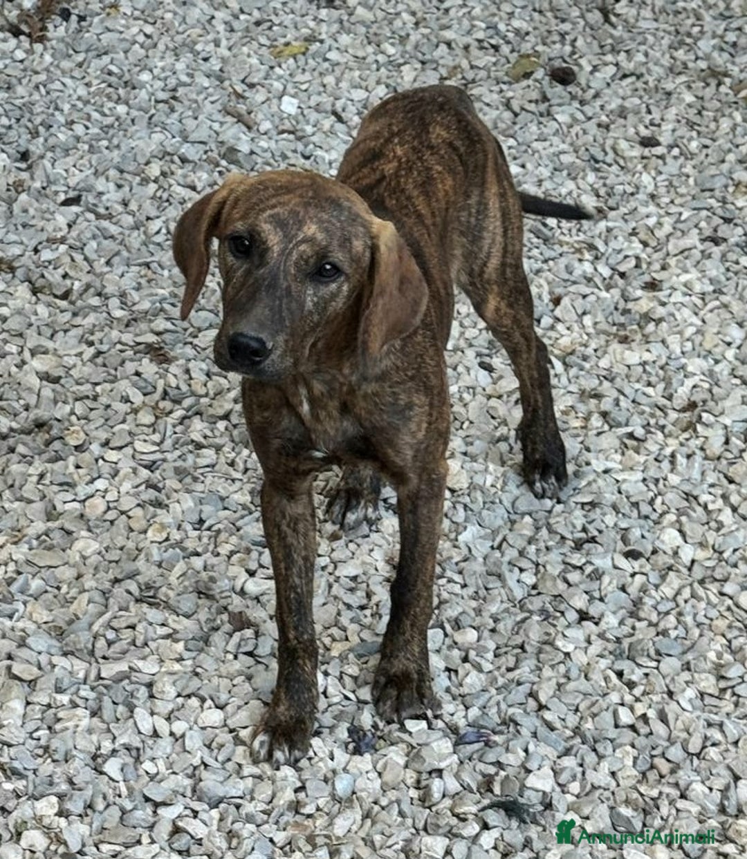 Meticcio cani in regalo: Sansone 5 mesi taglia media  - Immagine 2