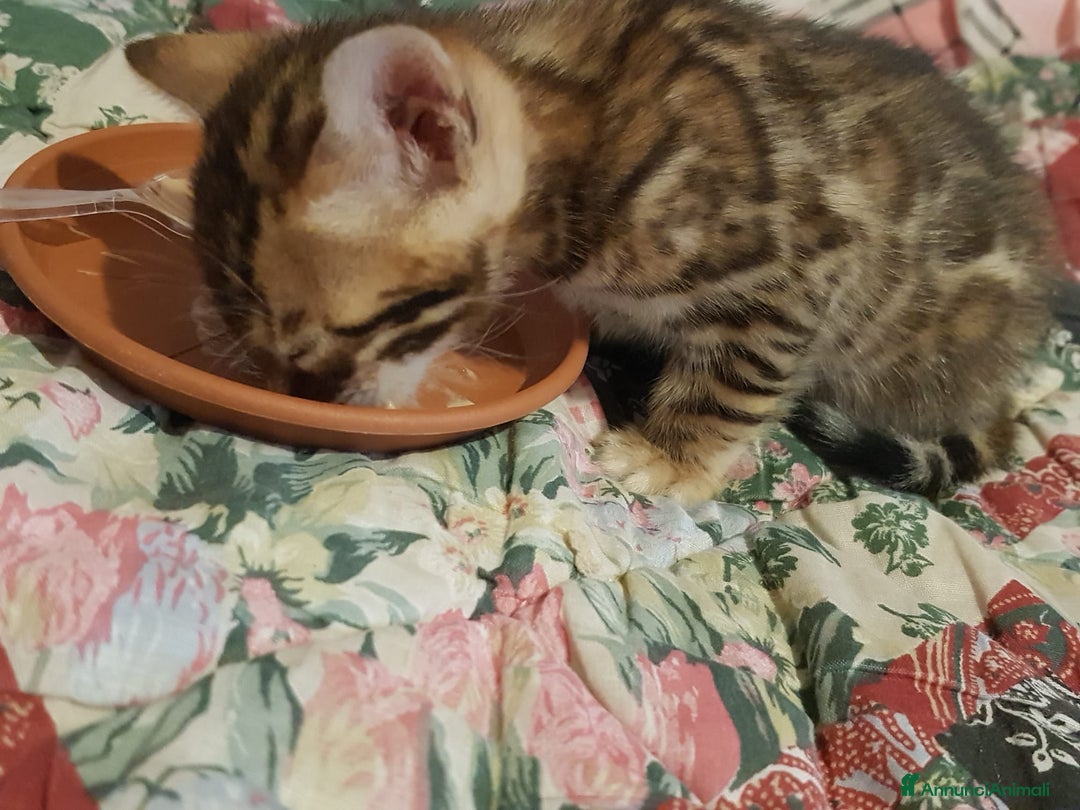 Bengala gatti in vendita: dolcissimi cuccioli di Bengala con pedigree  - Annuncio 7