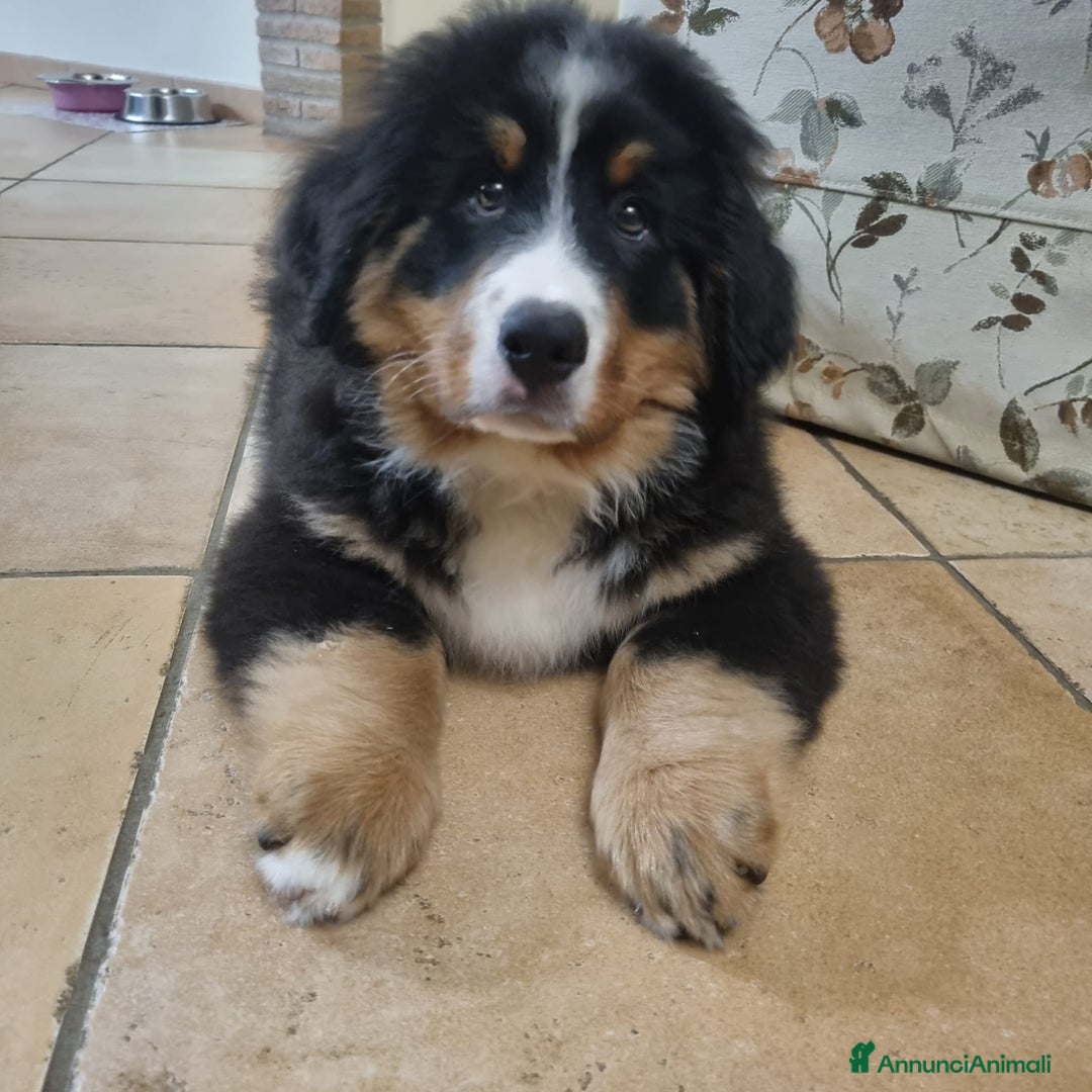 Bovaro del Bernese cani in vendita: Bovaro Del Bernese cuccioli disponibili - Annuncio 4