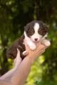 Australian Shepherd Cucciolo 9