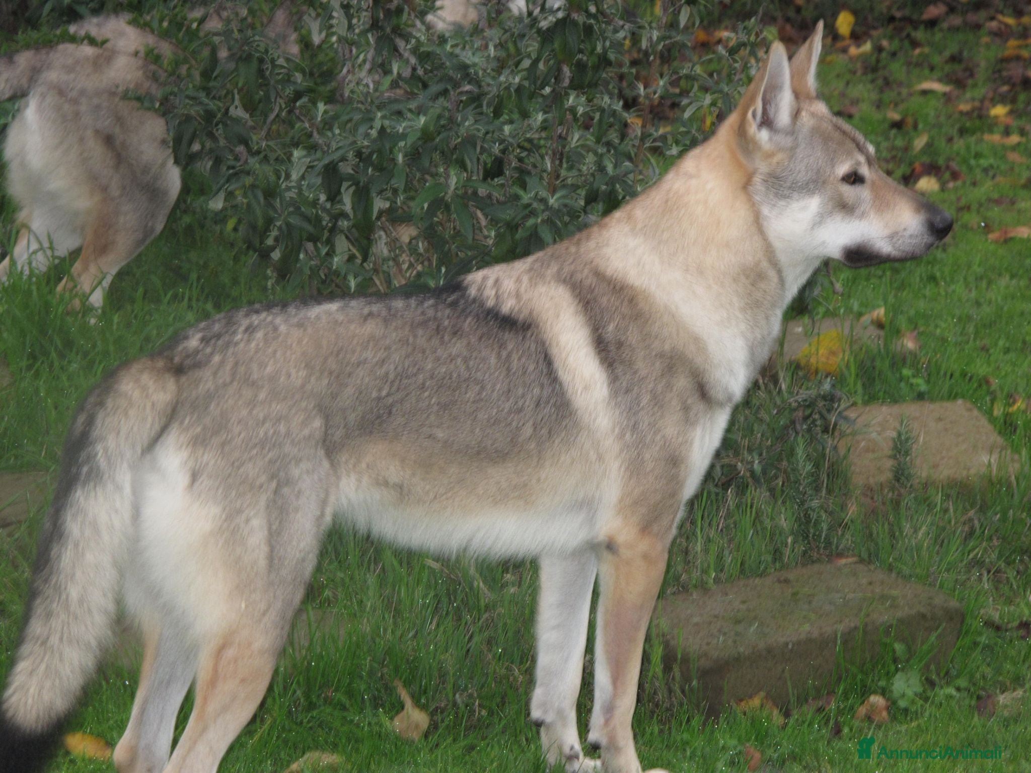 Lupo Cecoslovacco cani CUCCIOLI Canelupo Cecoslovacco - Annuncio 4