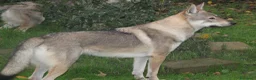 Lupo Cecoslovacco cani in vendita: CUCCIOLI Canelupo Cecoslovacco a Provincia di Macerata - Annuncio 1