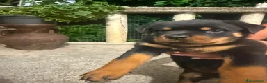 Rottweiler 1