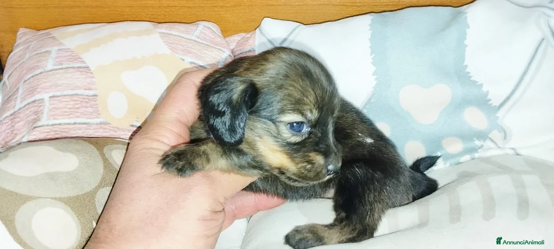 Bassotto cani in vendita: Bassotti tedeschi  - Annuncio 6