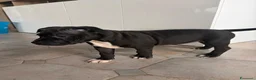 Pitbull cani in vendita: Cuccioli pitbull  - Annuncio 8