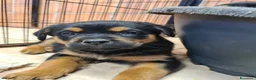 Rottweiler cani in regalo: 4 CUCCIOLI mix ROTTWEILER. Dolcissimi! - Annuncio 17