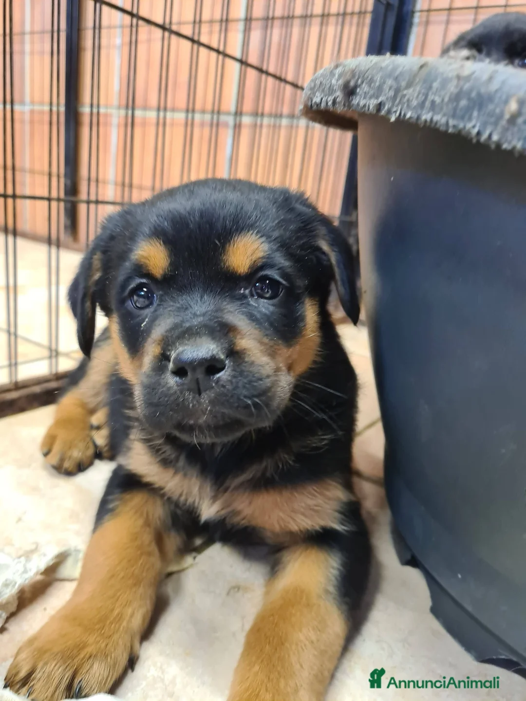 Rottweiler cani in regalo: 4 CUCCIOLI mix ROTTWEILER. Dolcissimi! - Annuncio 17