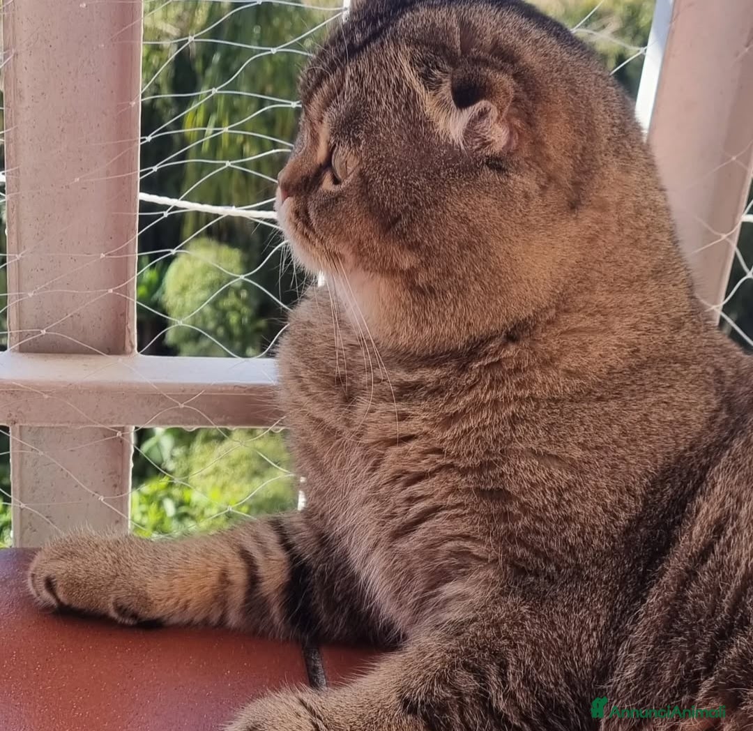 Scottish gatti in vendita: Scottish fold - Annuncio 2