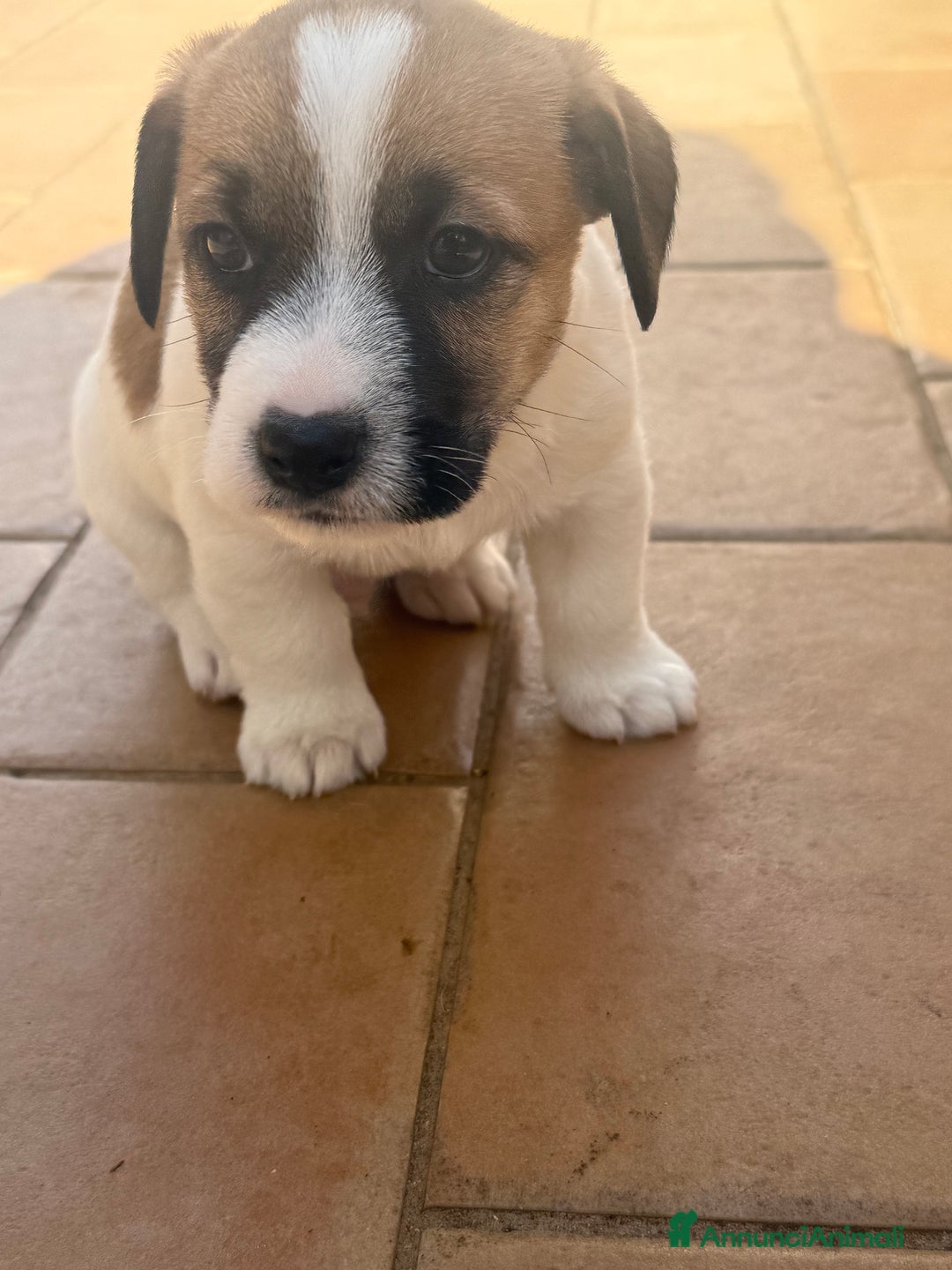Jack Russell cani in vendita: Cuccioli jack russell pedigree - Annuncio 3