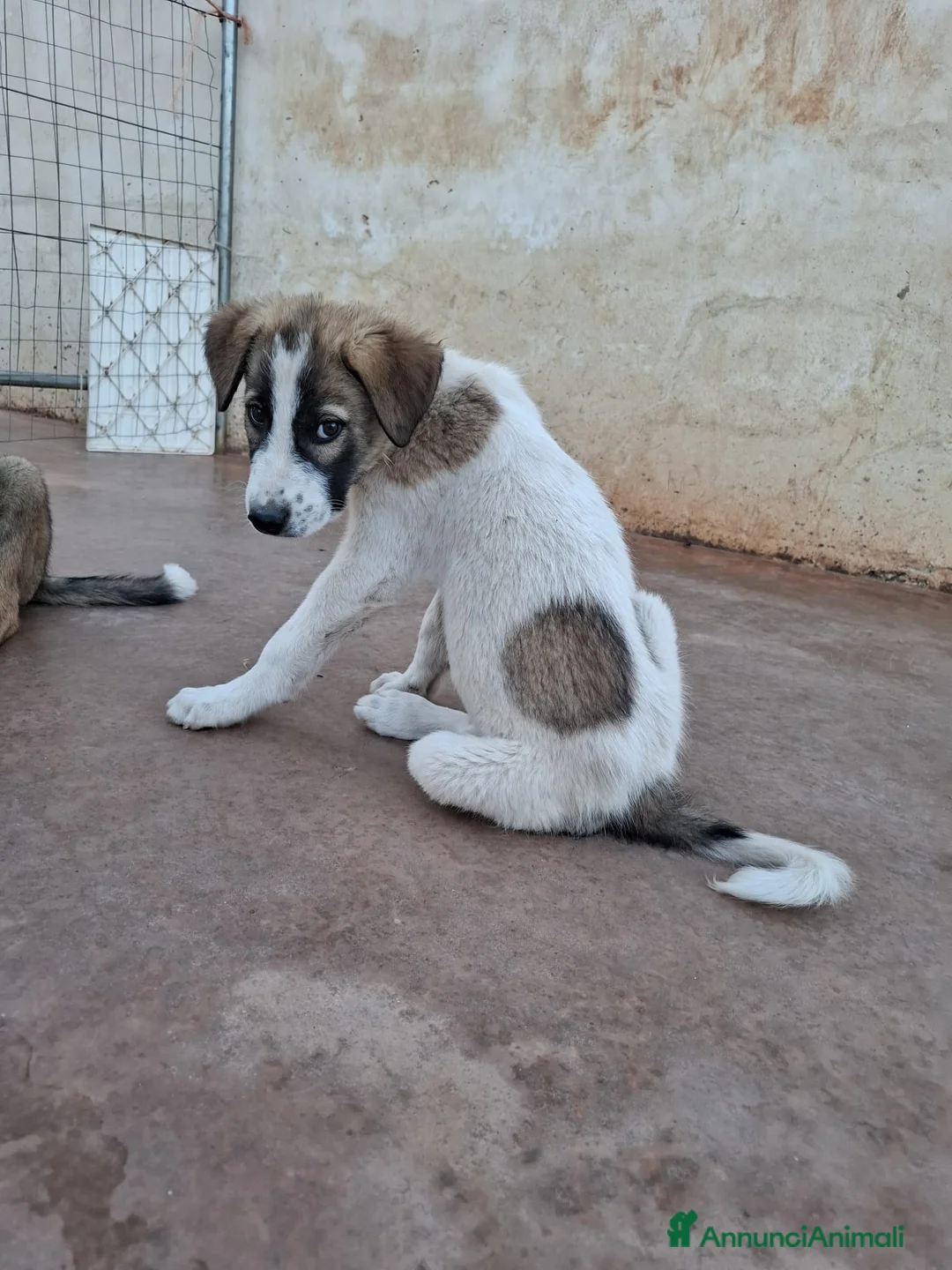 Pastore Asia Centrale cani in regalo: Cuccioli maschi Pastore Asia Centrale a Provincia di Lecce - Annuncio 7