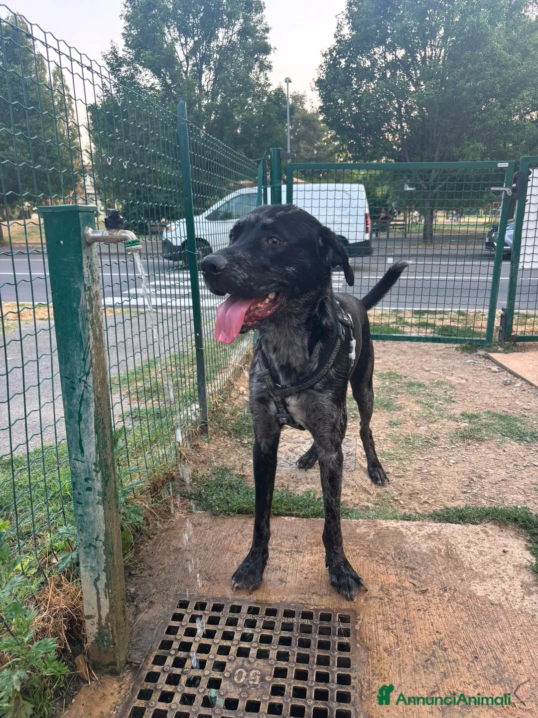 Meticcio cani in regalo: Regalo cucciolone di 1 anno a Città Metropolitana di Firenze - Annuncio 3