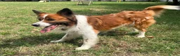 Meticcio cani in regalo: CHARLIE BORDER COLLIE - Annuncio 2