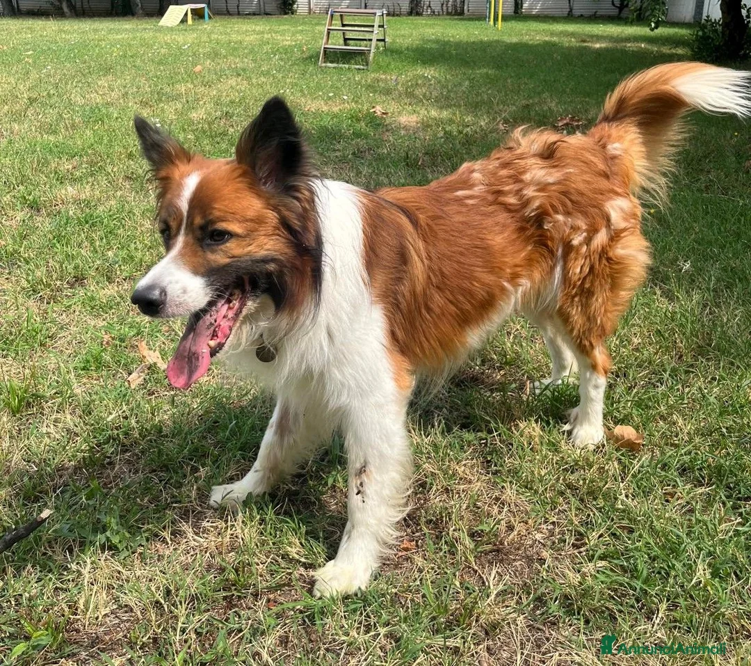 Meticcio cani in regalo: CHARLIE BORDER COLLIE - Annuncio 2