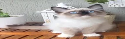 Ragdoll gatti in vendita: Cucciola Ragdoll Disponibile Subito  - Annuncio 1