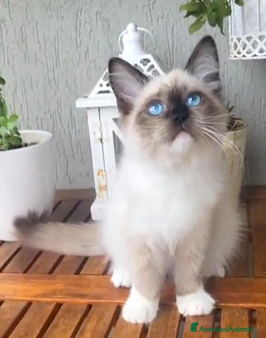 Ragdoll gatti in vendita: Cucciola Ragdoll Disponibile Subito  - Annuncio 1