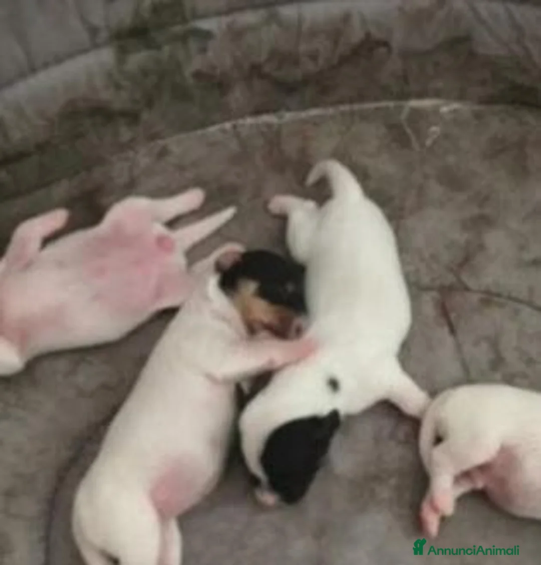 Jack Russell cani in vendita: Gek Russel   - Annuncio 2