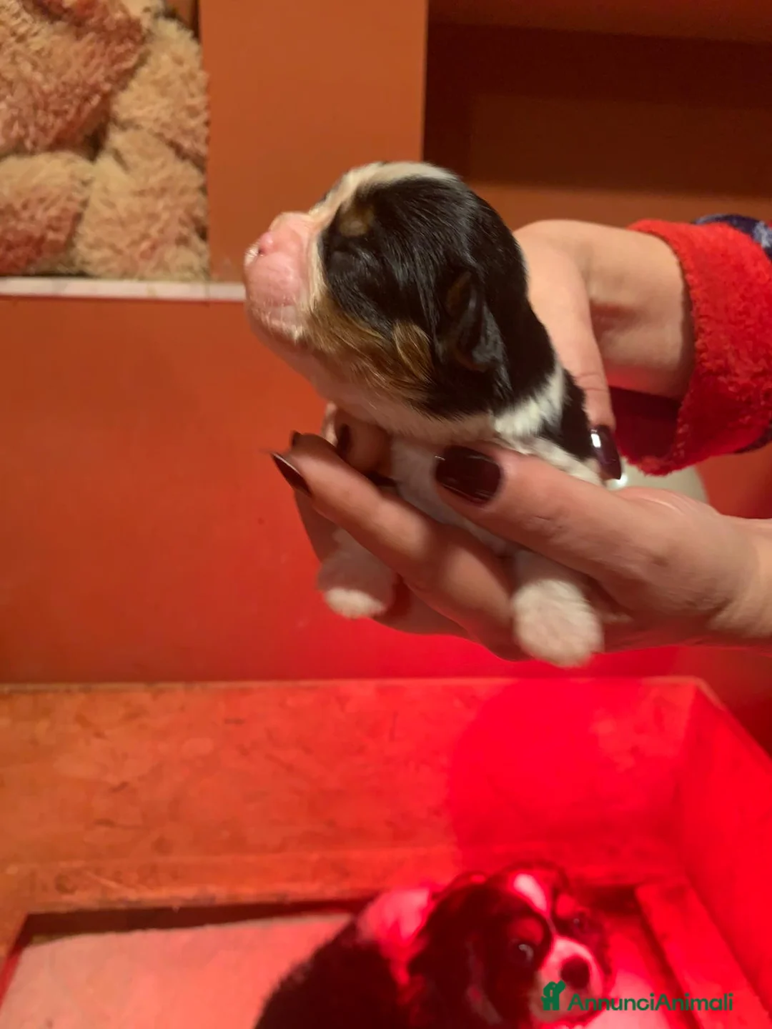 Cavalier King cani in vendita: Cuccioli di Cavalier King Charles Spaniel - Annuncio 14