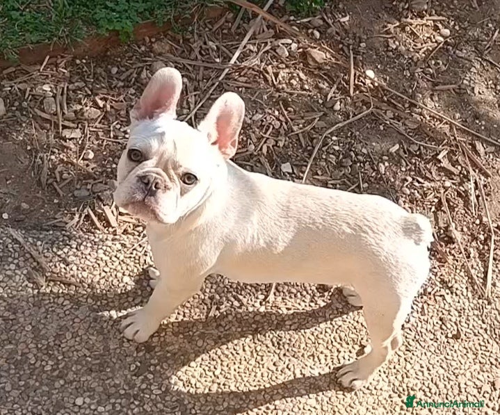 Bulldog Francese cani Bulldog francese - Annuncio 2