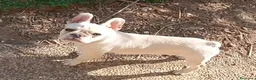 Bulldog Francese cani in vendita: Bulldog francese a Provincia di Vicenza - Annuncio 1