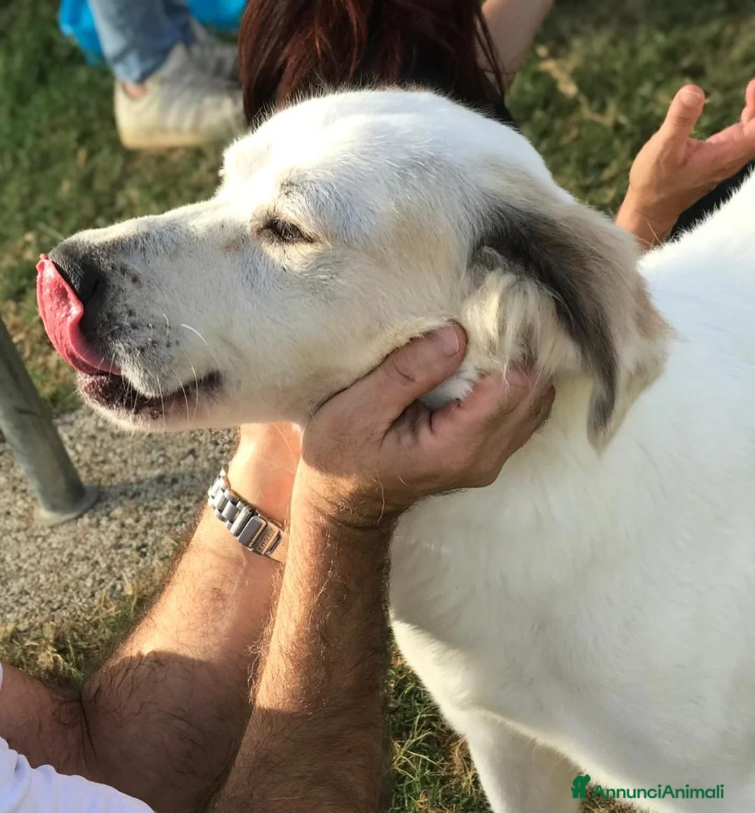 Labrador cani in regalo: AIGOR, simil labradorino a Provincia di Latina - Annuncio 3