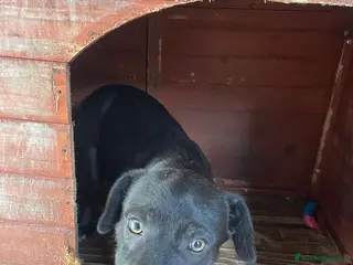 Meticcio cani ADOTTA QUESTO TENERO CUCCIOLOTTO a Provincia di Novara - Annuncio 40