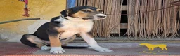 Pastore Asia Centrale cani in vendita: Cucciola di Pastore dell’Asia Centrale - Annuncio 7