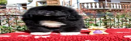 Terranova cani in vendita: CUCCIOLI TERRANOVA NERI a Valle d'Aosta - Annuncio 12