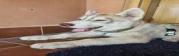 Husky cani in vendita: Siberian husky  a Provincia di Como - Annuncio 6