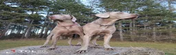 Weimaraner cani in vendita: Cuccioli Weimaraner - Annuncio 10
