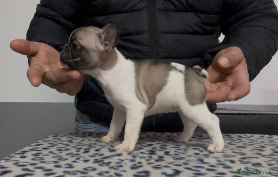Bulldog Francese cani Cucciolo di bulldog francese  - Annuncio 25