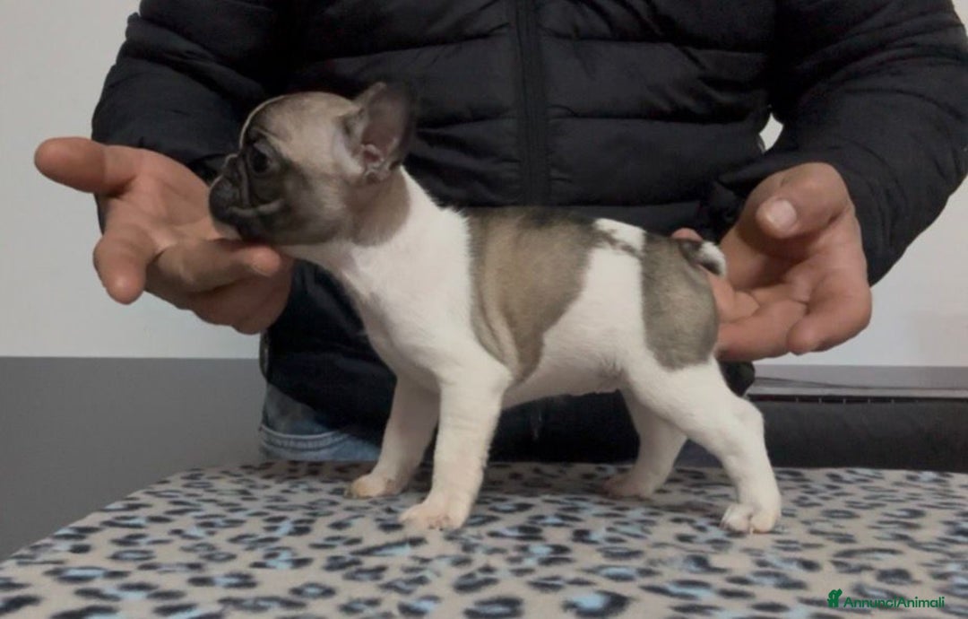 Bulldog Francese cani in vendita: Cucciolo di bulldog francese  - Annuncio 1