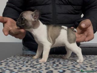 Bulldog Francese cani Cucciolo di bulldog francese - Annuncio 34