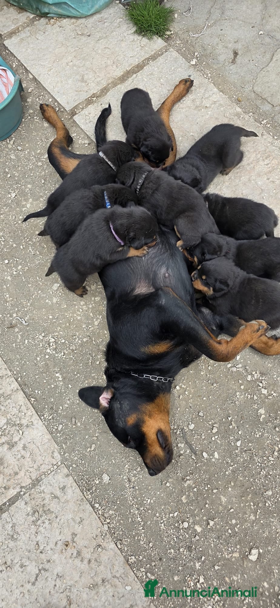 Rottweiler cani Rottweiler  - Annuncio 2