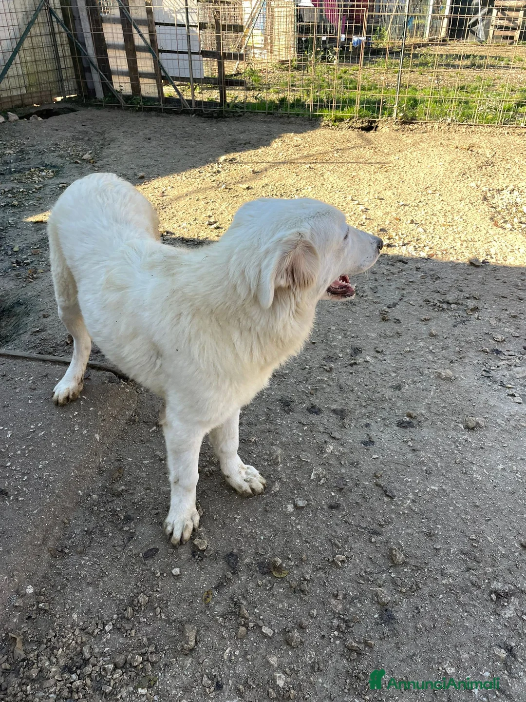 Meticcio cani in regalo: LUCKY a Città metropolitana di Milano - Annuncio 6