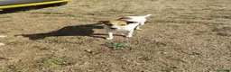 Meticcio cani in regalo: GINNY 2 anni taglia piccola - Annuncio 11