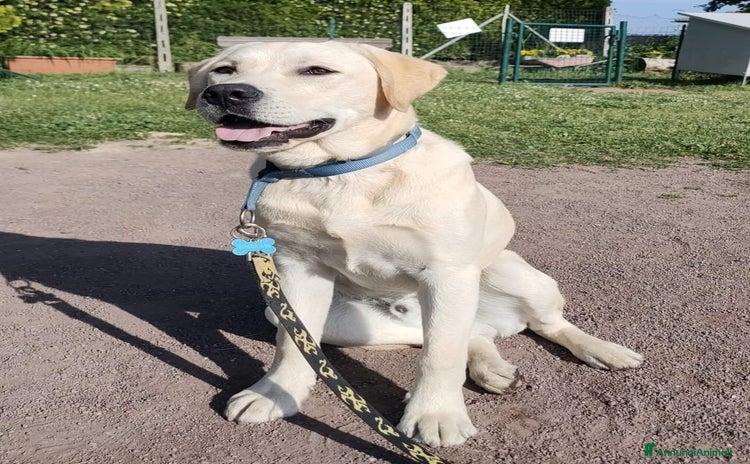 Labrador cani a Città metropolitana di Roma Capitale - Annuncio 1